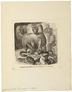 Cynocephalus hamadryas - 1700-1880 - Print - Iconographia Zoologica - Special Collections University of Amsterdam - UBA01 IZ20100015