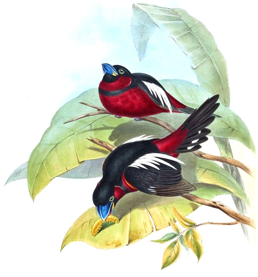 CymbirhynchusMacrorhynchusGould