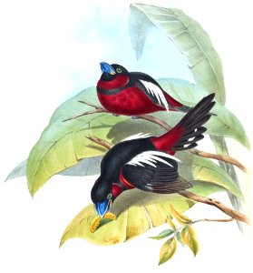 CymbirhynchusMacrorhynchusGould