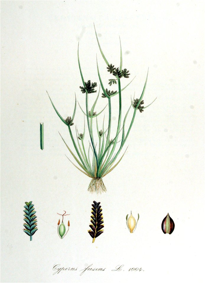Cyperus fuscus — Flora Batava — Volume v14