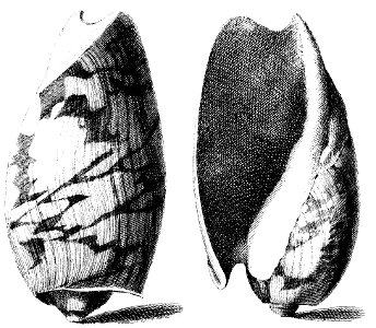 Cymbium-cymbium-001