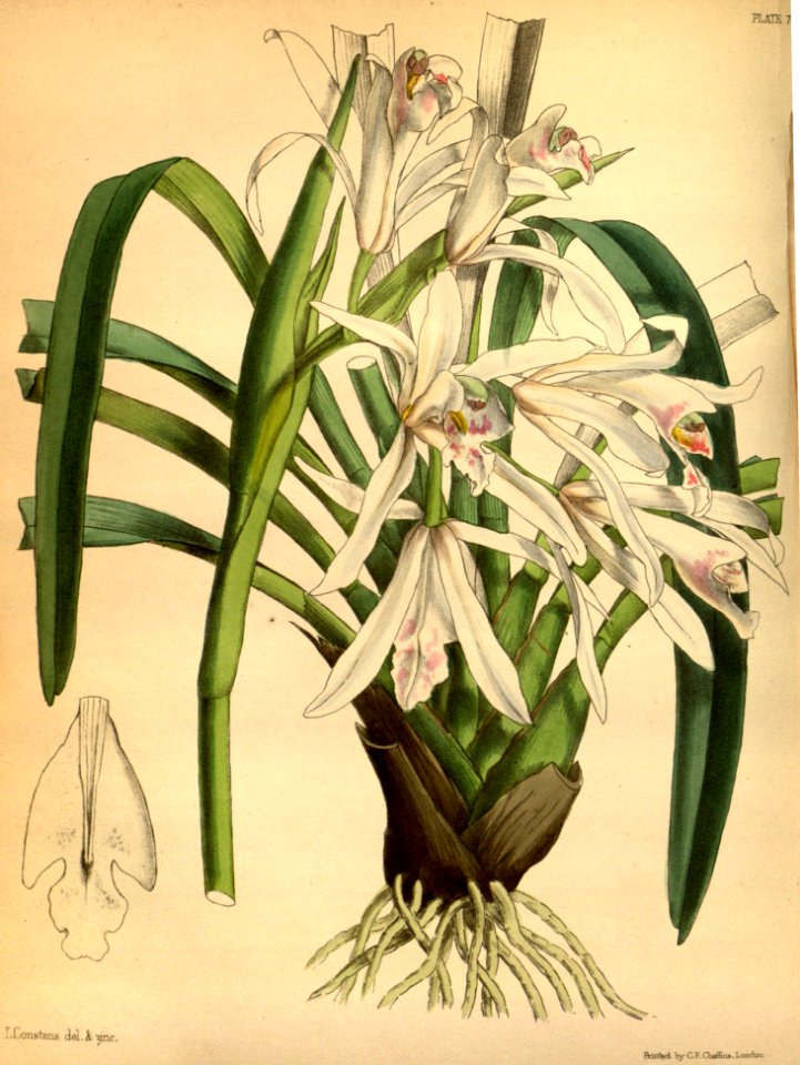 Cymbidium mastersii Paxton 078
