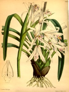 Cymbidium mastersii Paxton 078