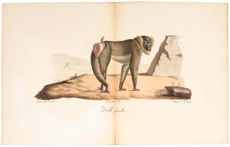 Cynocephalus leucophaeus - 1818-1842 - Print - Iconographia Zoologica - Special Collections University of Amsterdam - UBA01 IZ20100088