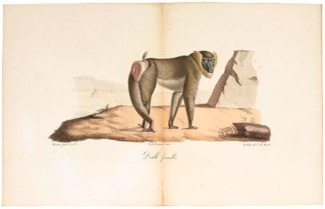 Cynocephalus leucophaeus - 1818-1842 - Print - Iconographia Zoologica - Special Collections University of Amsterdam - UBA01 IZ20100088