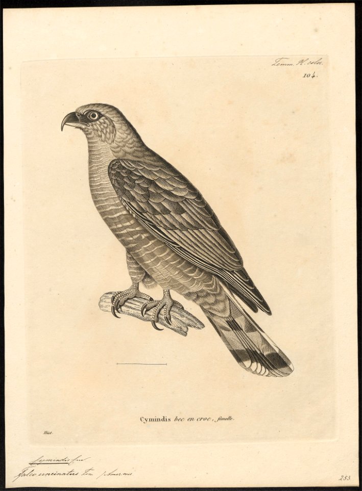 Cymindis uncinatus - 1700-1880 - Print - Iconographia Zoologica - Special Collections University of Amsterdam - UBA01 IZ18200364