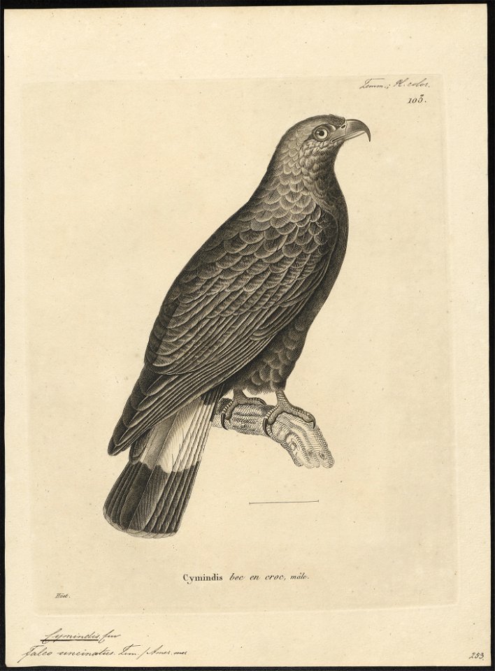 Cymindis uncinatus - 1700-1880 - Print - Iconographia Zoologica - Special Collections University of Amsterdam - UBA01 IZ18200368