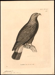 Cymindis uncinatus - 1700-1880 - Print - Iconographia Zoologica - Special Collections University of Amsterdam - UBA01 IZ18200368