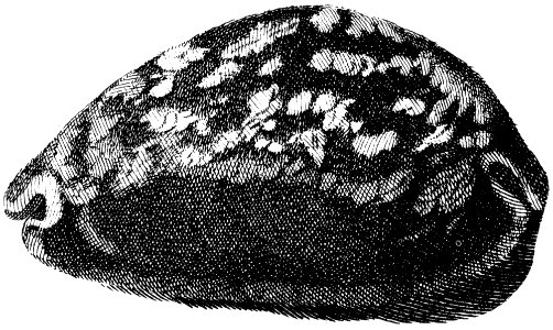 Cypraea-mauritania-001