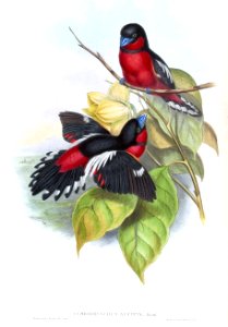 CymbirhynchusAffinisGould