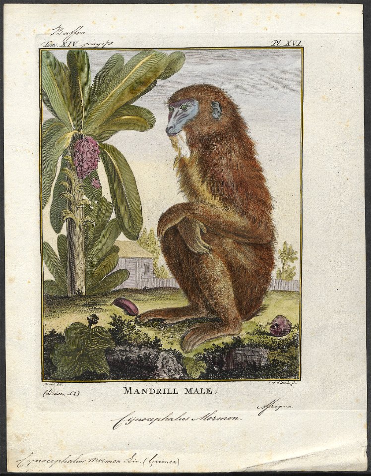 Cynocephalus mormon - 1773-1807 - Print - Iconographia Zoologica - Special Collections University of Amsterdam - UBA01 IZ19800031