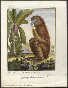 Cynocephalus mormon - 1773-1807 - Print - Iconographia Zoologica - Special Collections University of Amsterdam - UBA01 IZ19800031