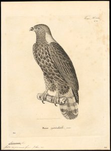 Cymindis cayennensis - 1700-1880 - Print - Iconographia Zoologica - Special Collections University of Amsterdam - UBA01 IZ18200362
