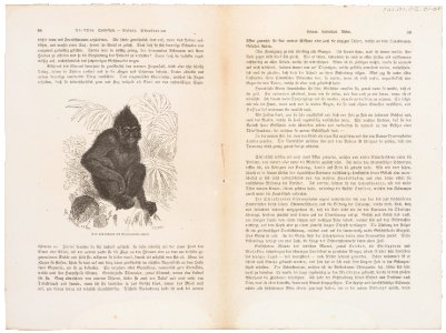 Cynocephalus niger - 1700-1880 - Print - Iconographia Zoologica - Special Collections University of Amsterdam - UBA01 IZ20100064