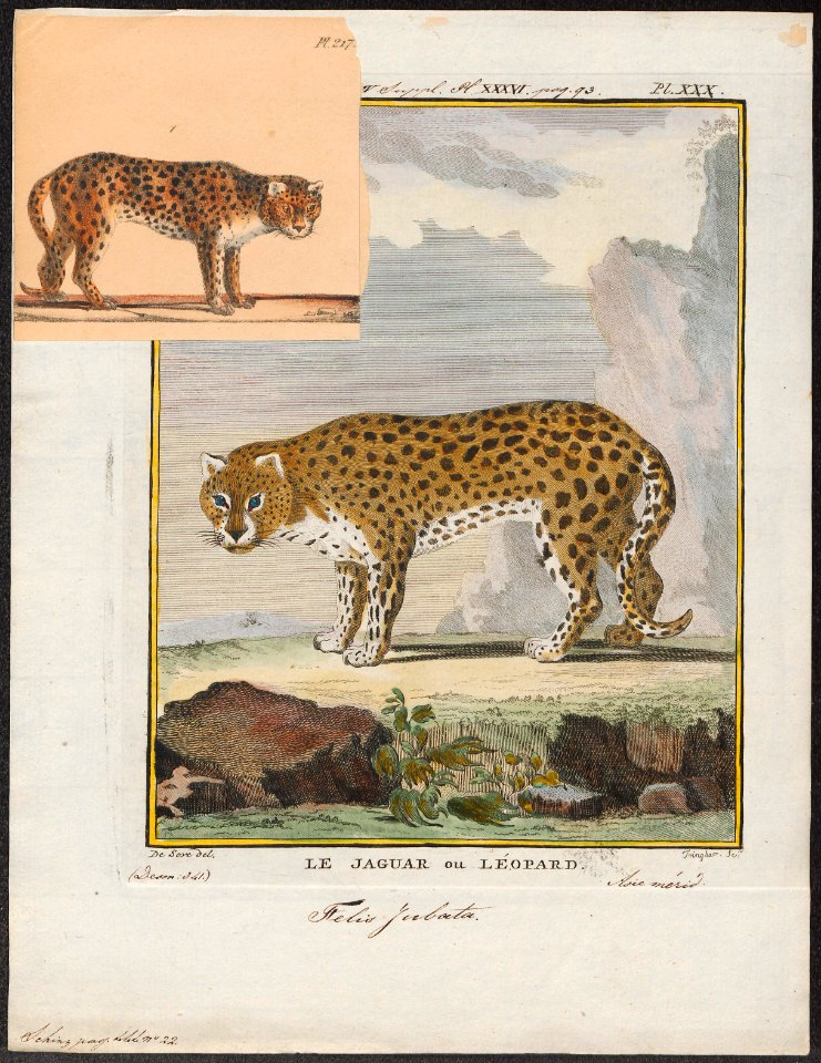 Cynailurus jubatus - 1700-1880 - Print - Iconographia Zoologica ...