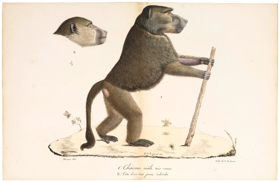 Cynocephalus porcarius - 1818-1842 - Print - Iconographia Zoologica - Special Collections University of Amsterdam - UBA01 IZ20100051