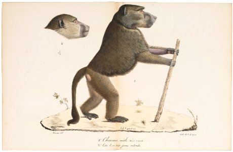 Cynocephalus porcarius - 1818-1842 - Print - Iconographia Zoologica - Special Collections University of Amsterdam - UBA01 IZ20100051