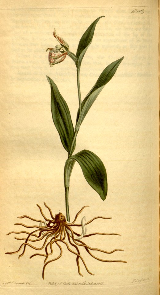 Cypripedium arietinum - Curtis' 38 pl. 1569 (1813)