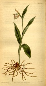 Cypripedium arietinum - Curtis' 38 pl. 1569 (1813). Free illustration for personal and commercial use.