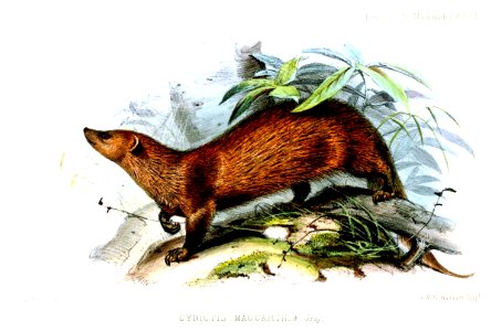 CynictisMaccarthiaeWolf