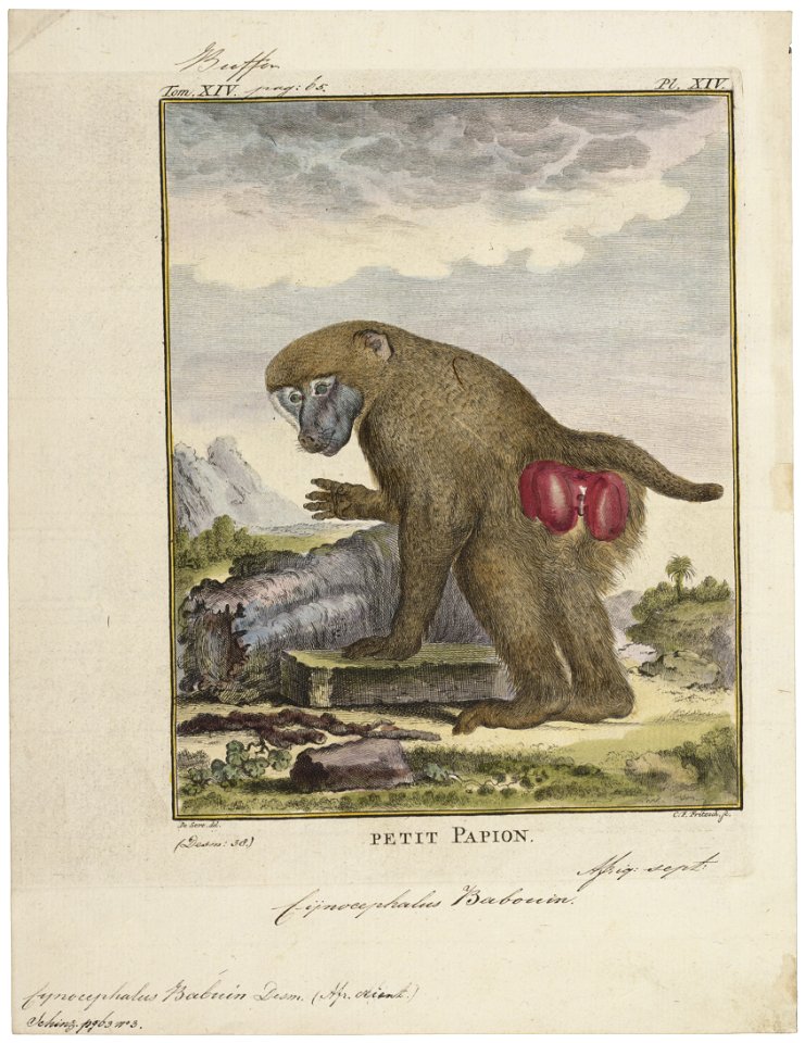Cynocephalus babouin - 1700-1880 - Print - Iconographia Zoologica - Special Collections University of Amsterdam - UBA01 IZ20100029