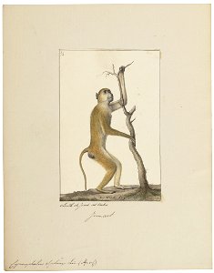 Cynocephalus sphinx - 1829-1867 - Print - Iconographia Zoologica - Special Collections University of Amsterdam - UBA01 IZ20100035