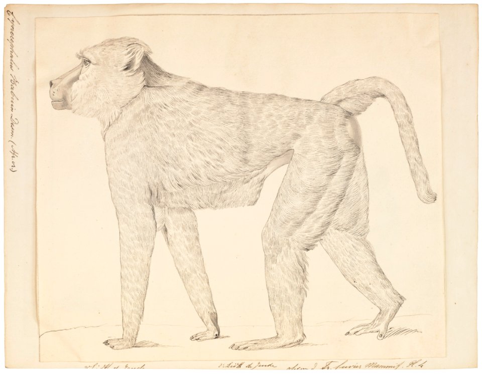 Cynocephalus babouin - 1829-1867 - Print - Iconographia Zoologica - Special Collections University of Amsterdam - UBA01 IZ20100033