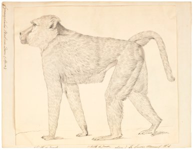 Cynocephalus babouin - 1829-1867 - Print - Iconographia Zoologica - Special Collections University of Amsterdam - UBA01 IZ20100033