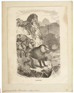 Cynocephalus hamadryas - 1700-1880 - Print - Iconographia Zoologica - Special Collections University of Amsterdam - UBA01 IZ20100013