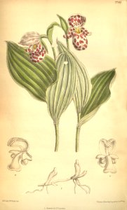 Cypripedium guttatum. Free illustration for personal and commercial use.