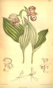 Cypripedium guttatum