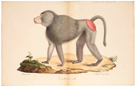 Cynocephalus hamadryas - 1818-1842 - Print - Iconographia Zoologica - Special Collections University of Amsterdam - UBA01 IZ20100011