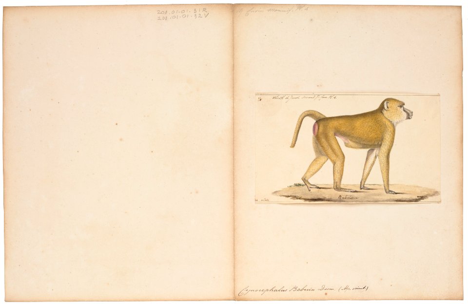 Cynocephalus babouin - 1829-1867 - Print - Iconographia Zoologica - Special Collections University of Amsterdam - UBA01 IZ20100032