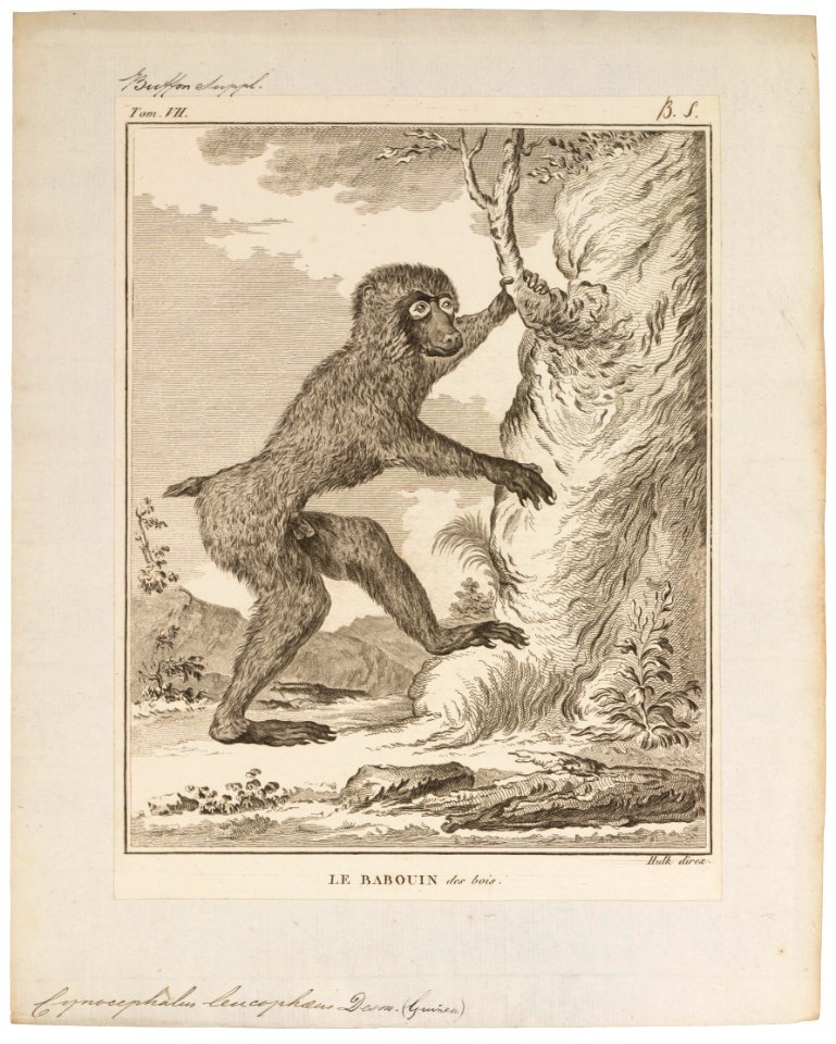 Cynocephalus leucophaeus - 1700-1880 - Print - Iconographia Zoologica - Special Collections University of Amsterdam - UBA01 IZ20100097