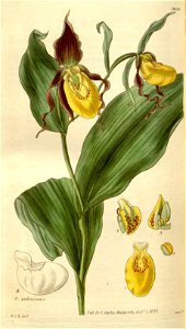 Cypripedium parviflorum - Curtis' 57 (N.S. 4) pl. 3024 (1830)