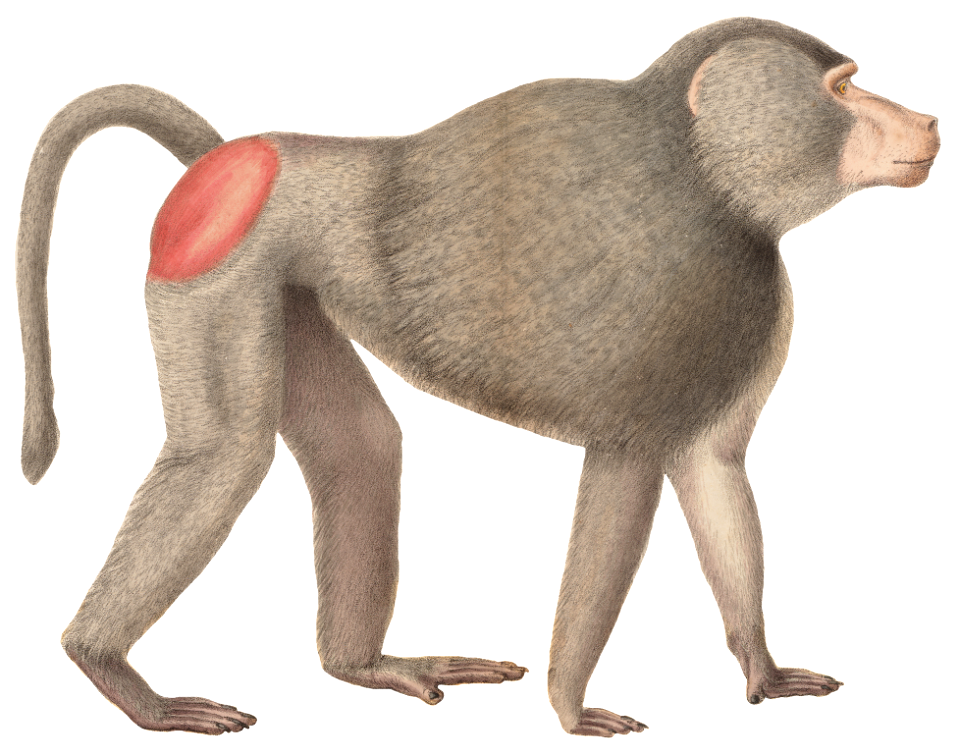 Cynocephalus hamadryas - 1818-1842 - Print - Iconographia Zoologica - Special Collections University of Amsterdam - (white background)