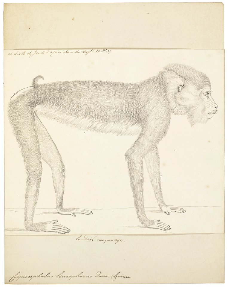 Cynocephalus leucophaeus - 1829-1867 - Print - Iconographia Zoologica - Special Collections University of Amsterdam - UBA01 IZ20100090