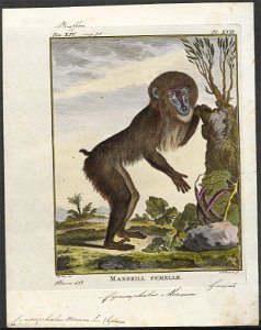 Cynocephalus mormon - 1773-1807 - Print - Iconographia Zoologica - Special Collections University of Amsterdam - UBA01 IZ19800027