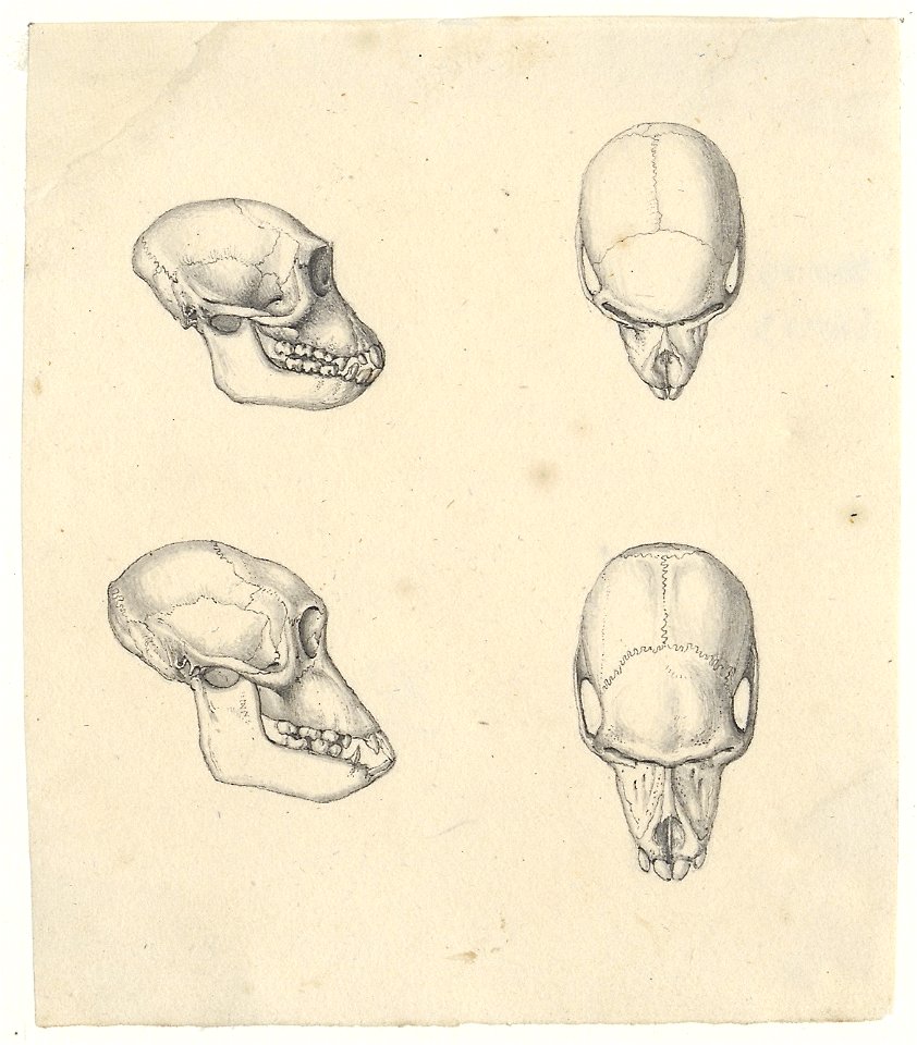Cynocephalus mormon - schedel - 1788-1863 - Print - Iconographia Zoologica - Special Collections University of Amsterdam - UBA01 IZA1000788