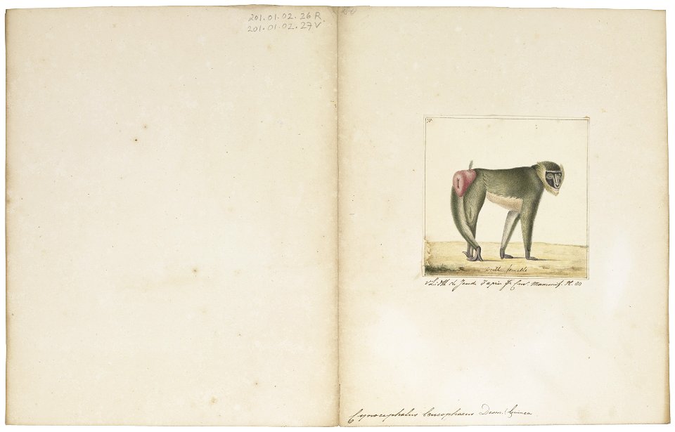 Cynocephalus leucophaeus - 1829-1867 - Print - Iconographia Zoologica - Special Collections University of Amsterdam - UBA01 IZ20100089