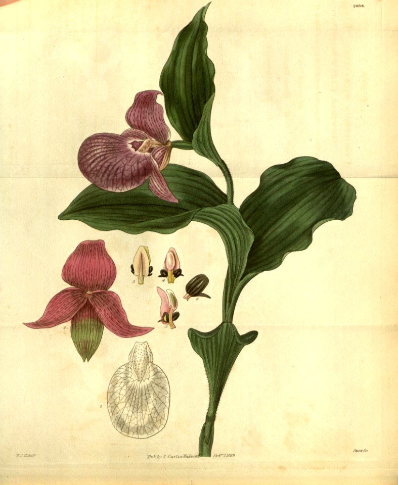 Cypripedium macranthos