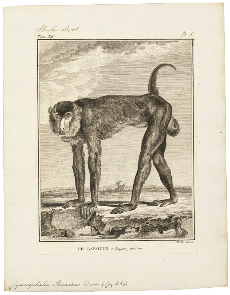 Cynocephalus porcarius - 1700-1880 - Print - Iconographia Zoologica - Special Collections University of Amsterdam - UBA01 IZ20100055