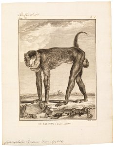 Cynocephalus porcarius - 1700-1880 - Print - Iconographia Zoologica - Special Collections University of Amsterdam - UBA01 IZ20100055