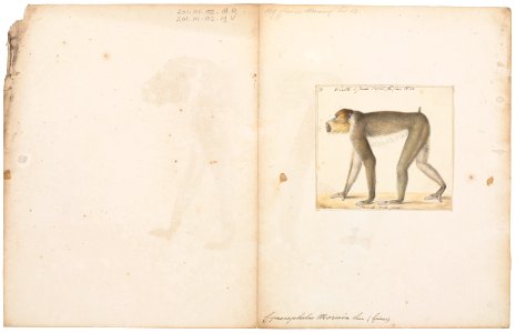 Cynocephalus mormon - 1829-1867 - Print - Iconographia Zoologica - Special Collections University of Amsterdam - UBA01 IZ20100081