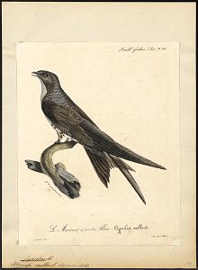 Cypselus melba - 1825-1834 - Print - Iconographia Zoologica - Special Collections University of Amsterdam - UBA01 IZ16700083. Free illustration for personal and commercial use.