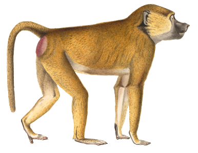 Cynocephalus sphinx - 1829-1867 - Print - Iconographia Zoologica - Special Collections University of Amsterdam - (white background)