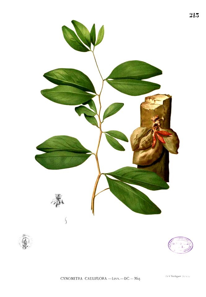 Cynometra cauliflora Blanco1.213