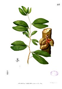 Cynometra cauliflora Blanco1.213