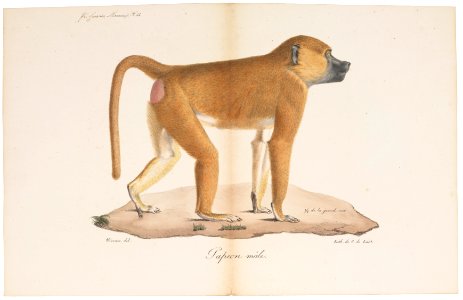 Cynocephalus sphinx - 1818-1842 - Print - Iconographia Zoologica - Special Collections University of Amsterdam - UBA01 IZ20100039