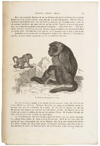 Cynocephalus porcarius - 1700-1880 - Print - Iconographia Zoologica - Special Collections University of Amsterdam - UBA01 IZ20100007